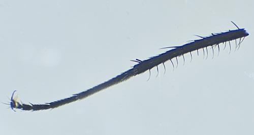 Delia platura